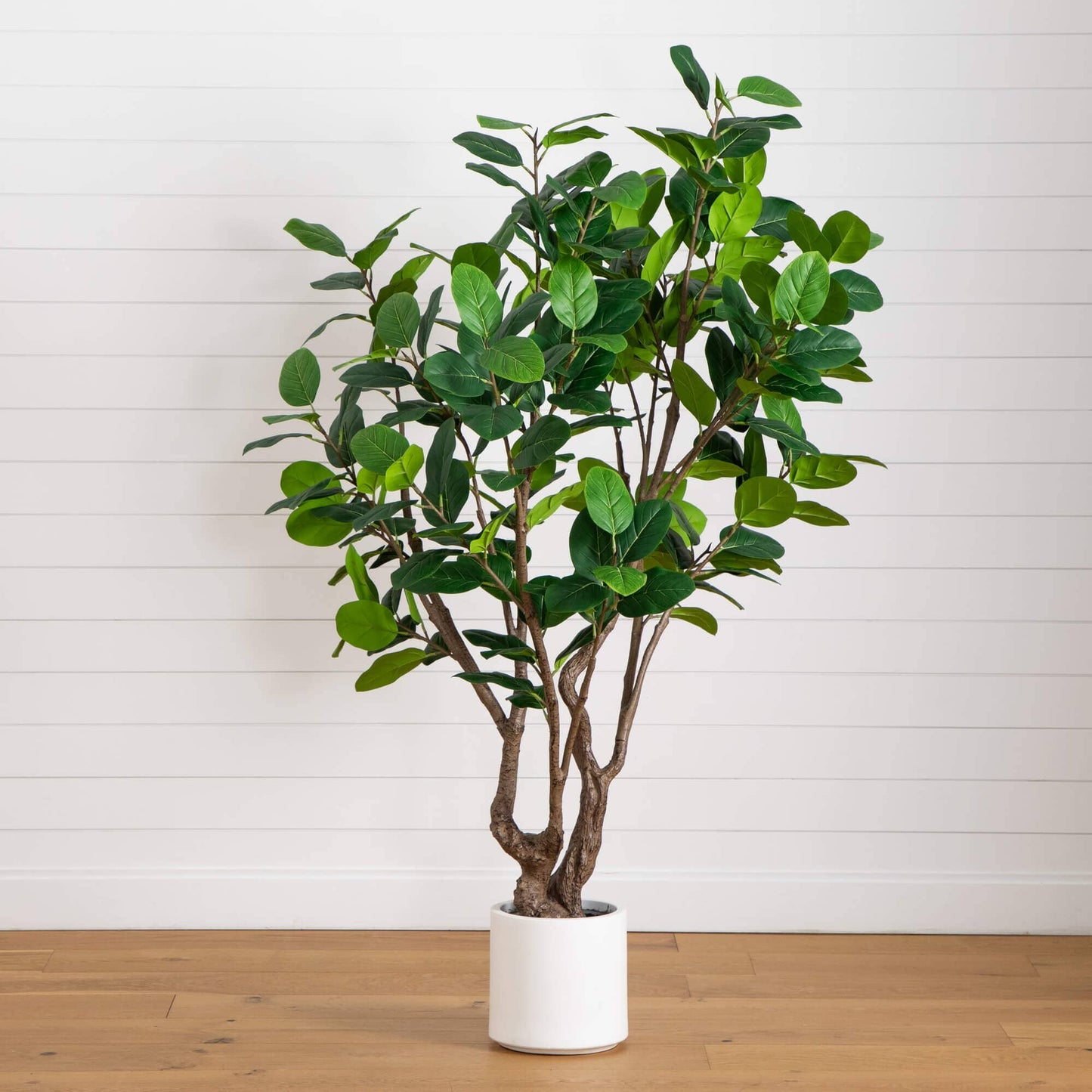 Artificial Audrey Ficus And A White Planter