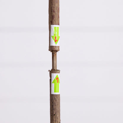 Minimalist Artificial Olive Tree and Fruit