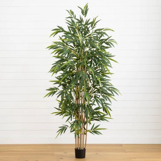 6 Foot Bamboo Tree with lush green leaves in a black planter on Tampa Home & Garden Store