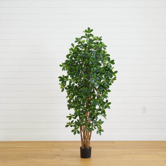 6’ Black Olive Silk Tree - Tampa Home & Garden Store