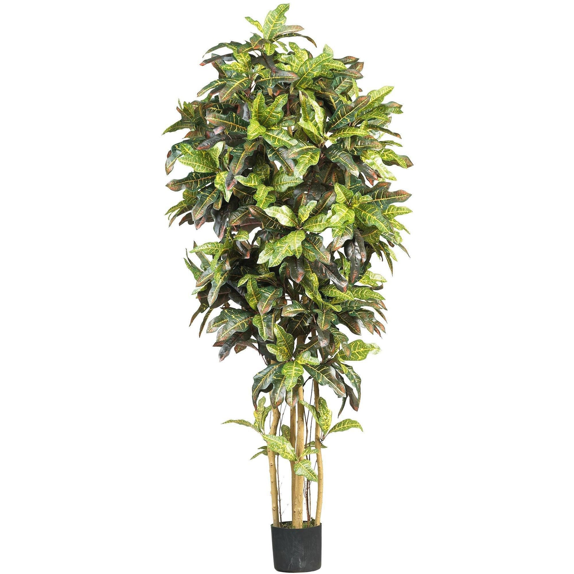6' Croton Silk Tree with variegated green-yellow leaves in black planter by Nearly Natural on Tampa Home & Garden Store