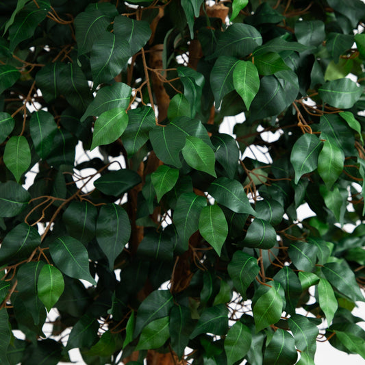 6' Double Ball Ficus Silk Tree by Nearly Natural with lush green silk leaves on Tampa Home & Garden Store