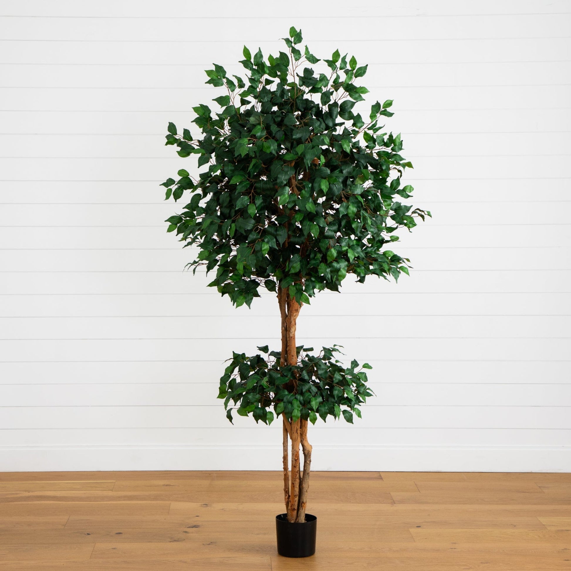 6' Double Ball Ficus Silk Tree by Nearly Natural in black pot with dense green foliage on Tampa Home & Garden Store