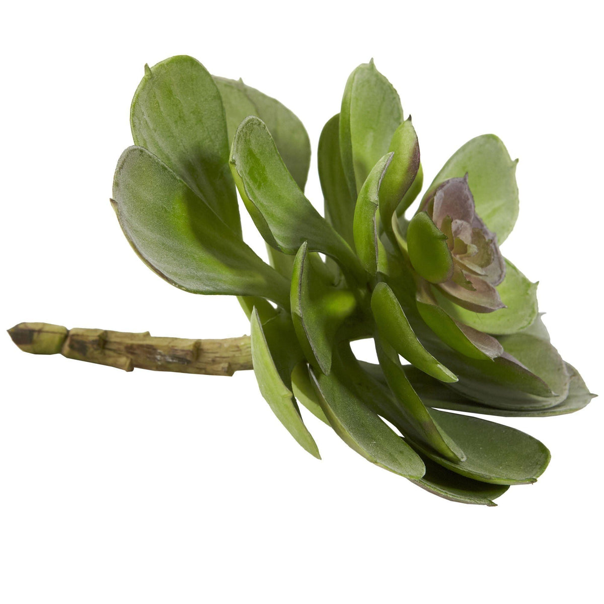 6” Echeveria Succulent set of 12 artificial green leaves by Nearly Natural on Tampa Home & Garden Store