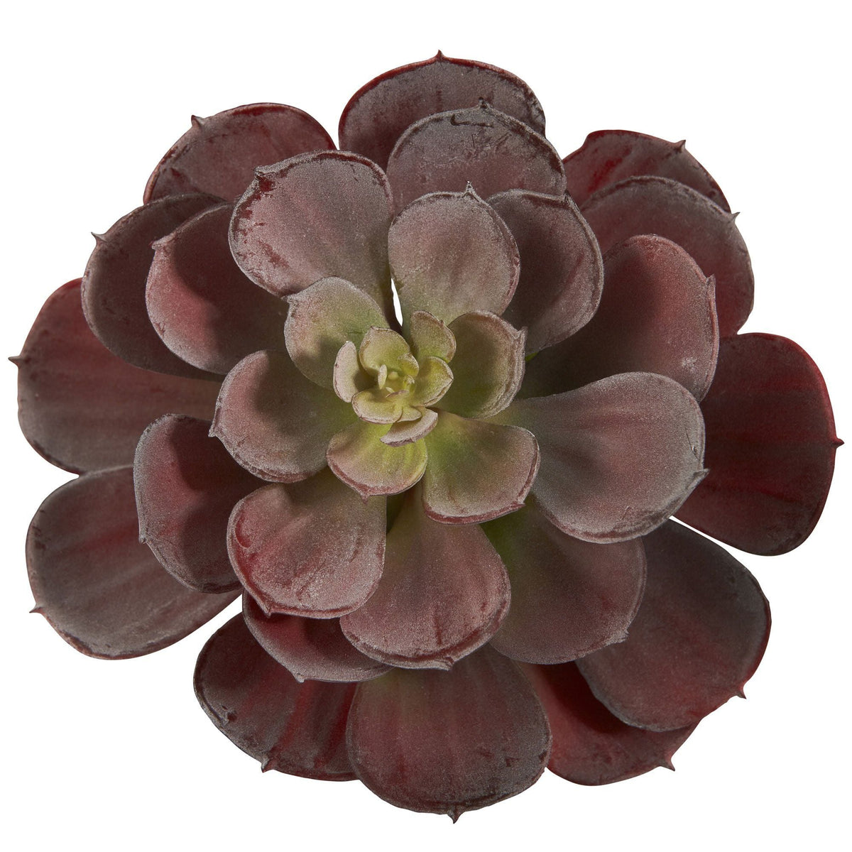 6-inch Echeveria succulent rosette with burgundy leaves, Nearly Natural on Tampa Home & Garden Store