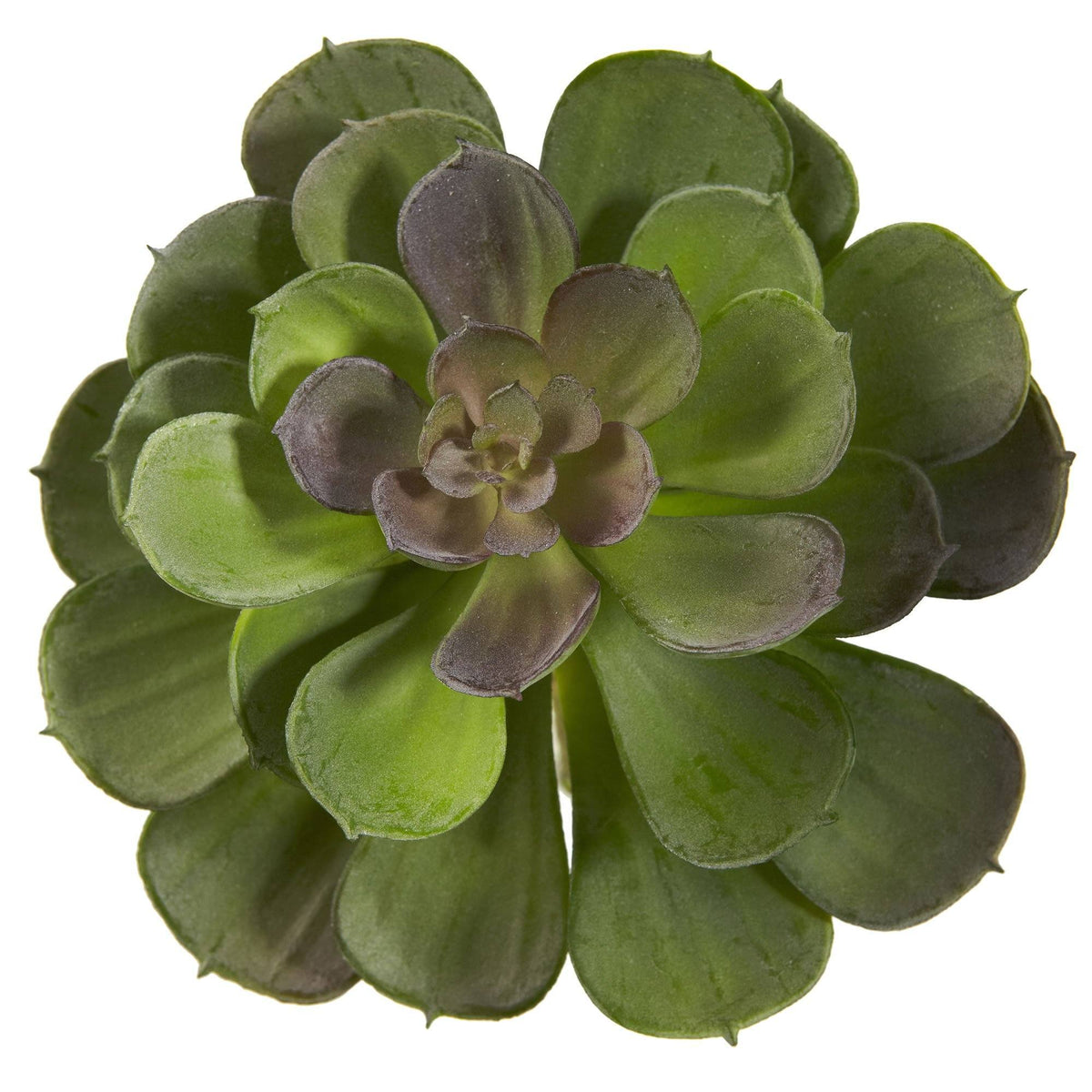 6-inch Echeveria rosette, green leaves Nearly Natural set of 12 on Tampa Home & Garden Store on Tampa Home & Garden Store
