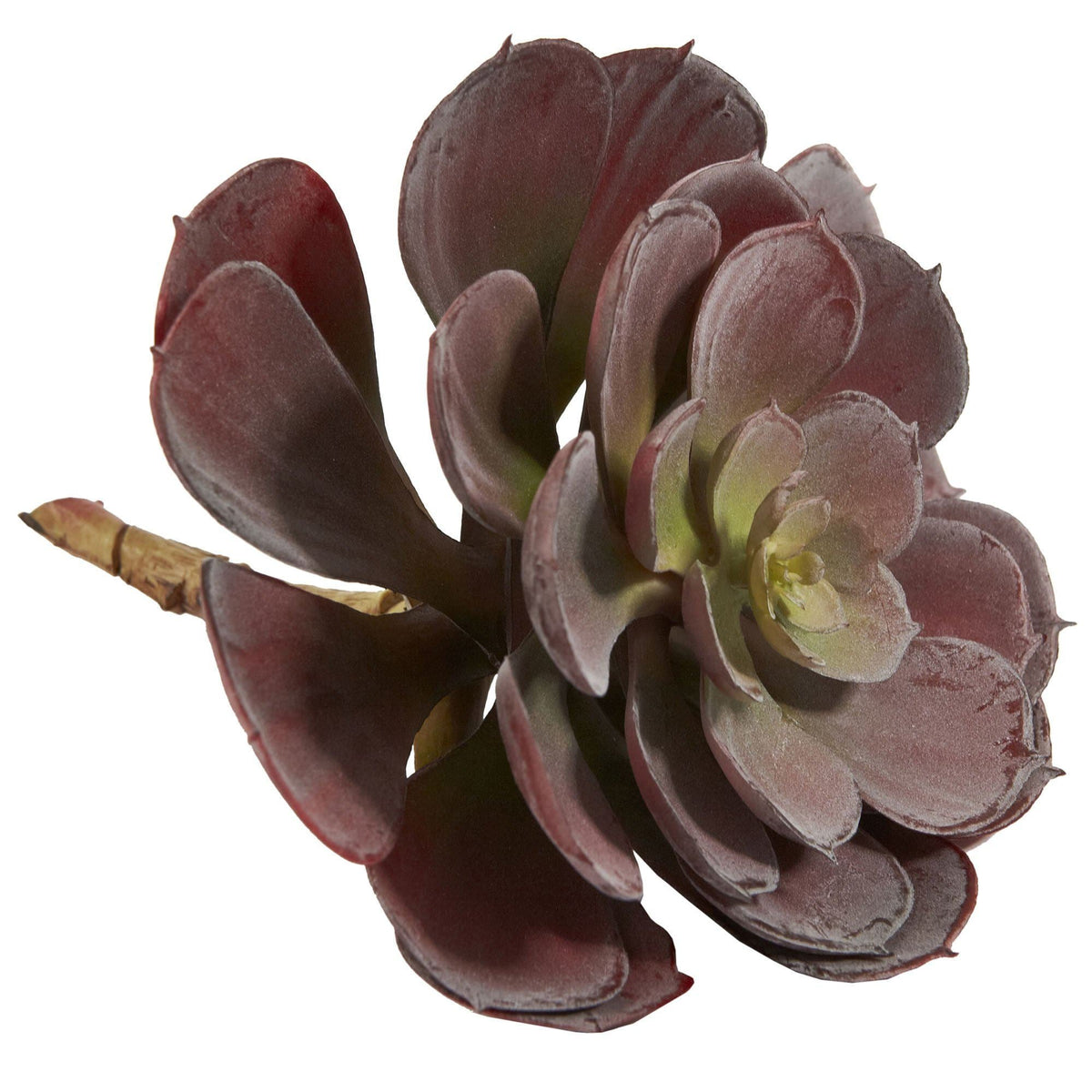 6in Echeveria Succulent (Set of 12) burgundy leaves by Nearly Natural on Tampa Home & Garden Store