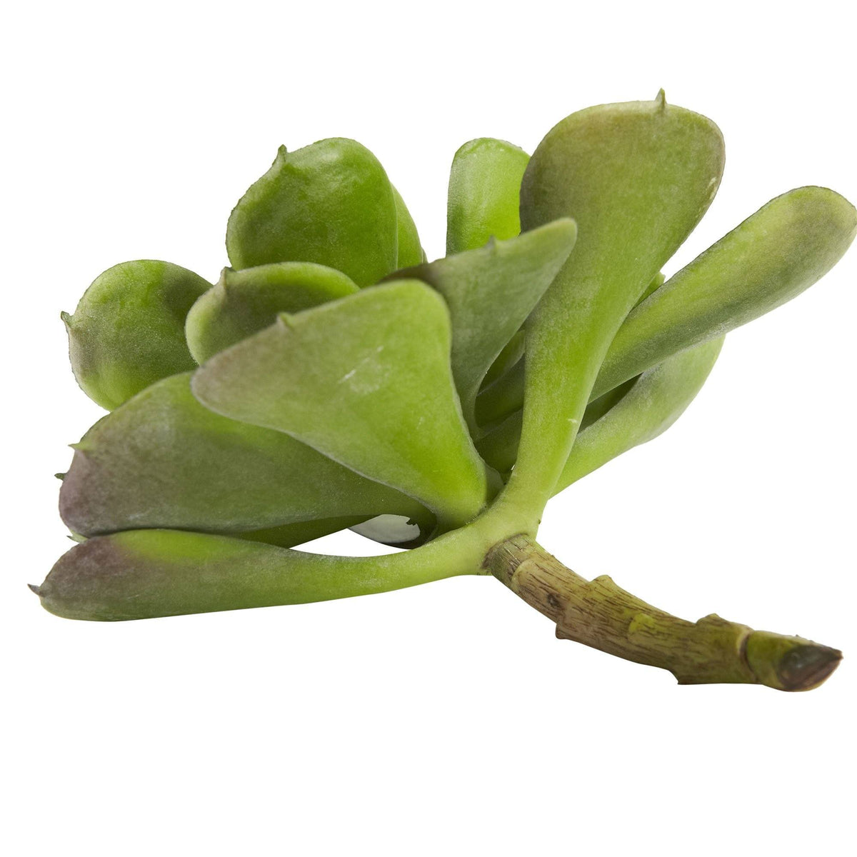 6-inch Echeveria succulent leaves, bright green rosette cluster, set of 12 on Tampa Home & Garden Store
