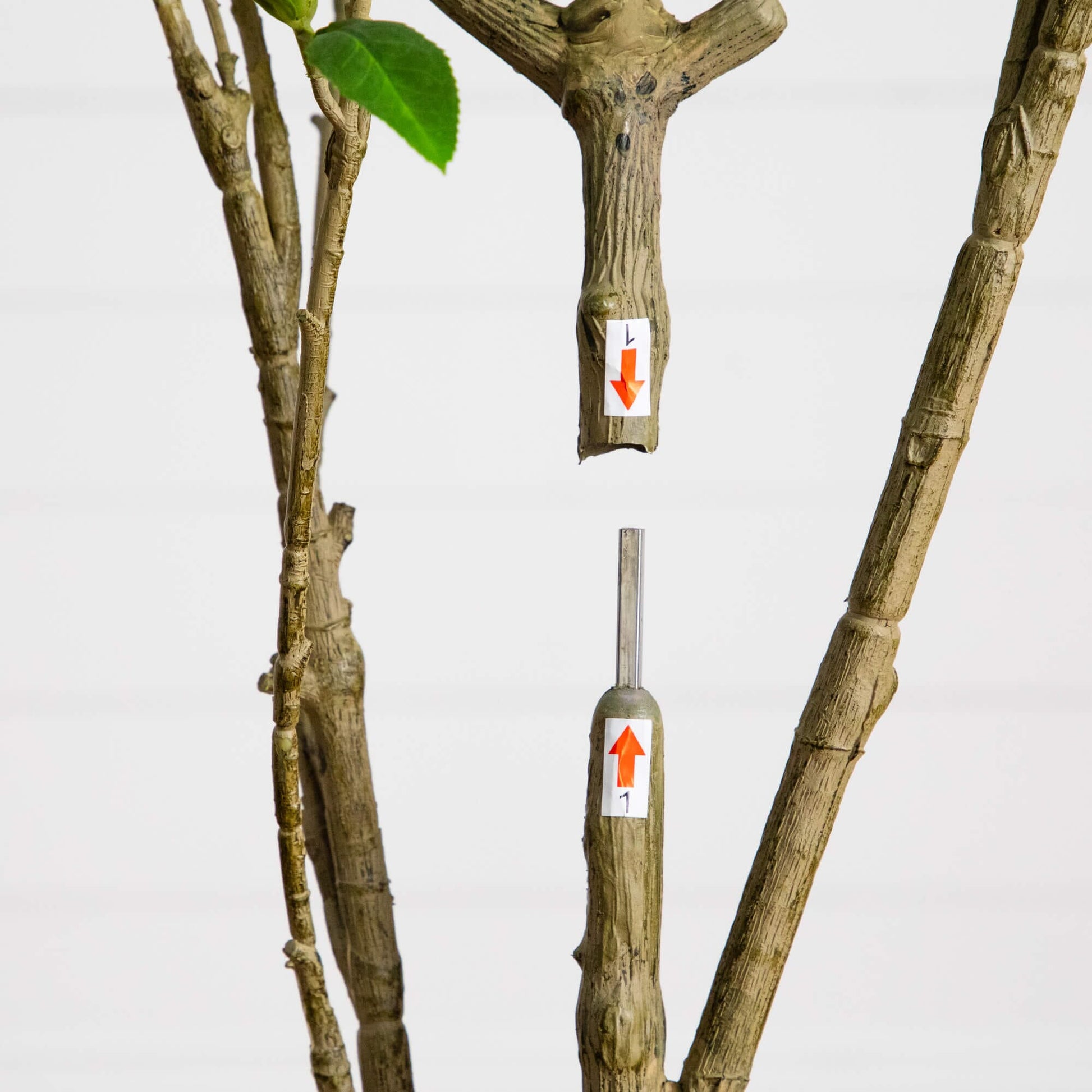 6' Artificial Minimalist Japanese Pieris Tree by Nearly Natural, few green leaves on Tampa Home & Garden Store