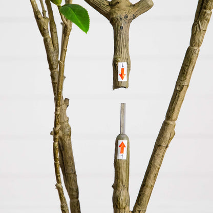 6' Artificial Minimalist Japanese Pieris Tree by Nearly Natural, few green leaves on Tampa Home & Garden Store