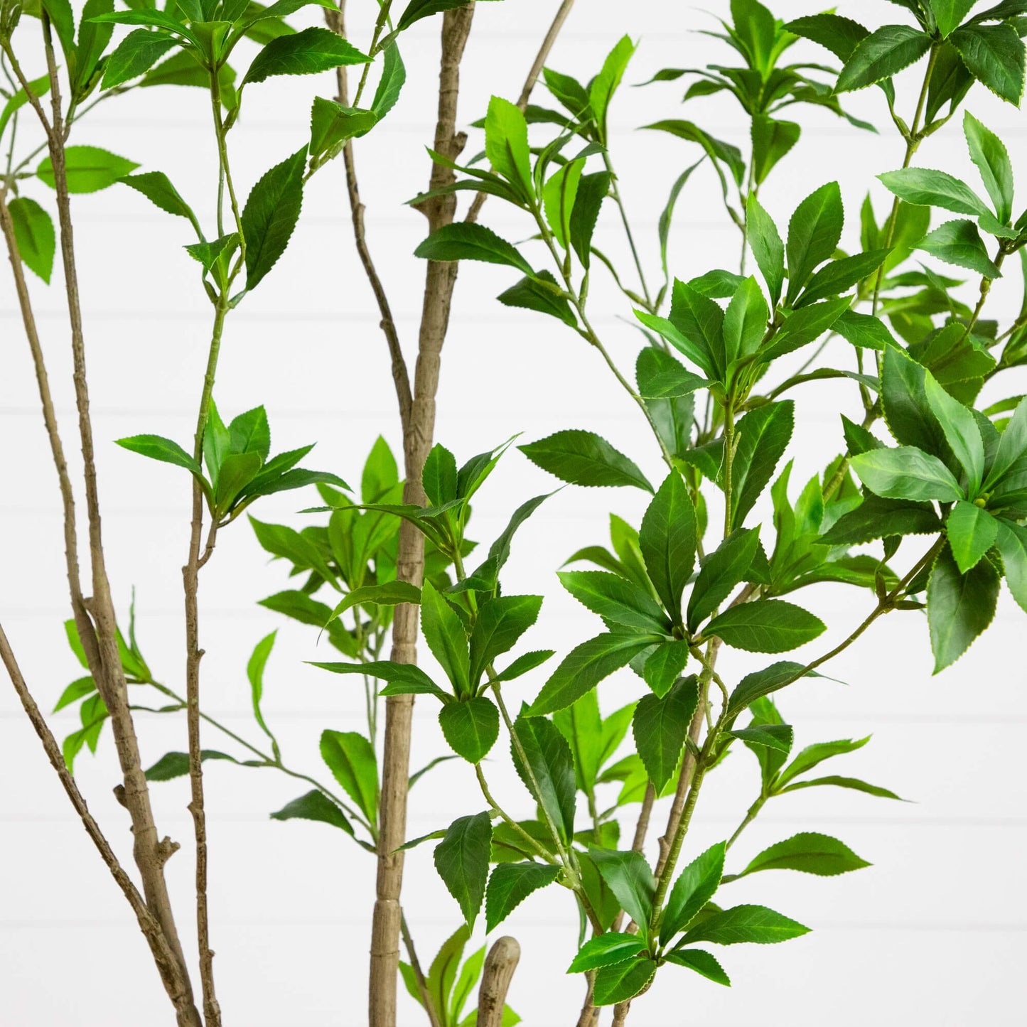 6' Artificial Minimalist Japanese Pieris Tree with bright green leaves on slender brown stems on Tampa Home & Garden Store