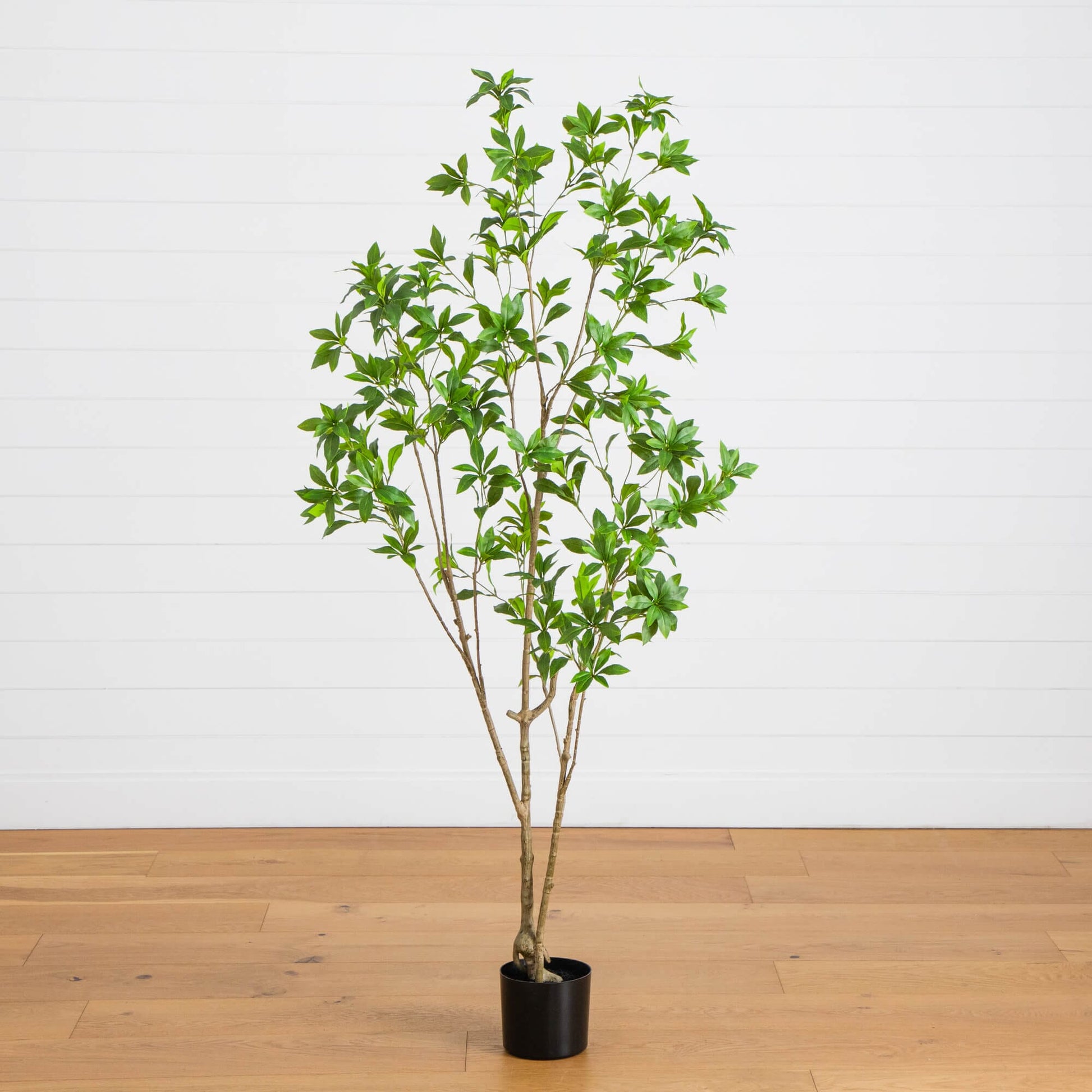 6' artificial minimalist Japanese Pieris tree in a black pot with vibrant green leaves on Tampa Home & Garden Store