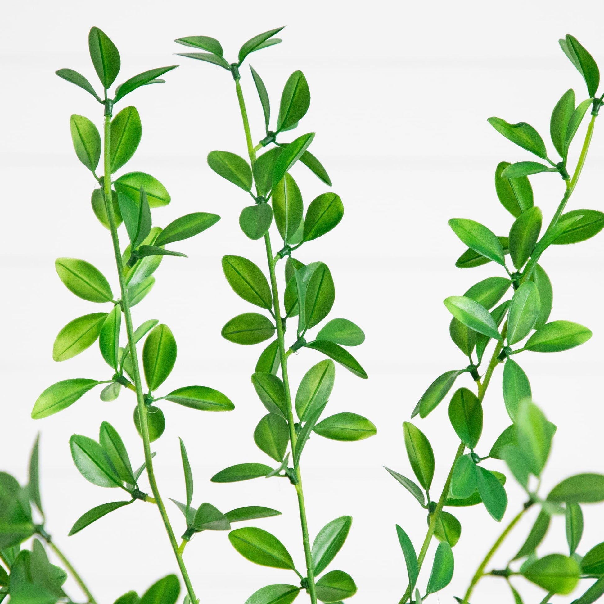 6' Artificial Shady Lady Black Olive Tree by Nearly Natural with green leaves on slim stems on Tampa Home & Garden Store
