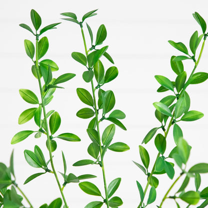 6' Artificial Shady Lady Black Olive Tree by Nearly Natural with green leaves on slim stems on Tampa Home & Garden Store