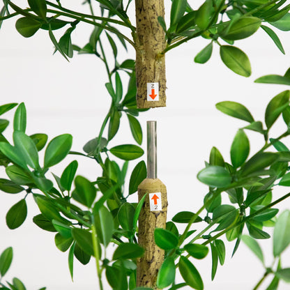 6' Shady Lady Black Olive Tree by Nearly Natural with green leaves and textured trunk on Tampa Home & Garden Store