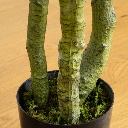 6' UV Resistant Artificial Bird Nest Fern Tree by Nearly Natural in mossy pot on Tampa Home & Garden Store