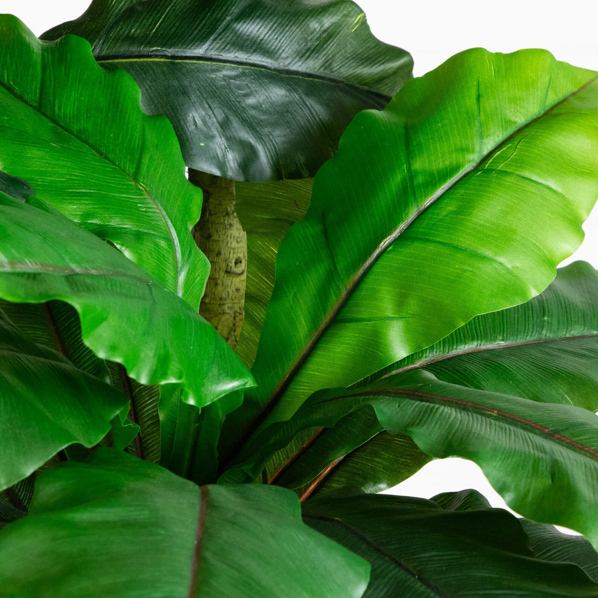 6' UV resistant artificial bird nest fern tree leaves close-up Nearly Natural on Tampa Home & Garden Store