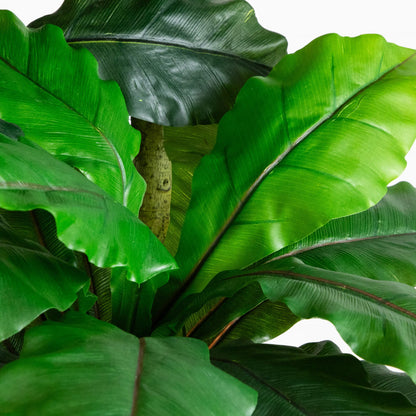 6' UV resistant artificial bird nest fern tree leaves close-up Nearly Natural on Tampa Home & Garden Store