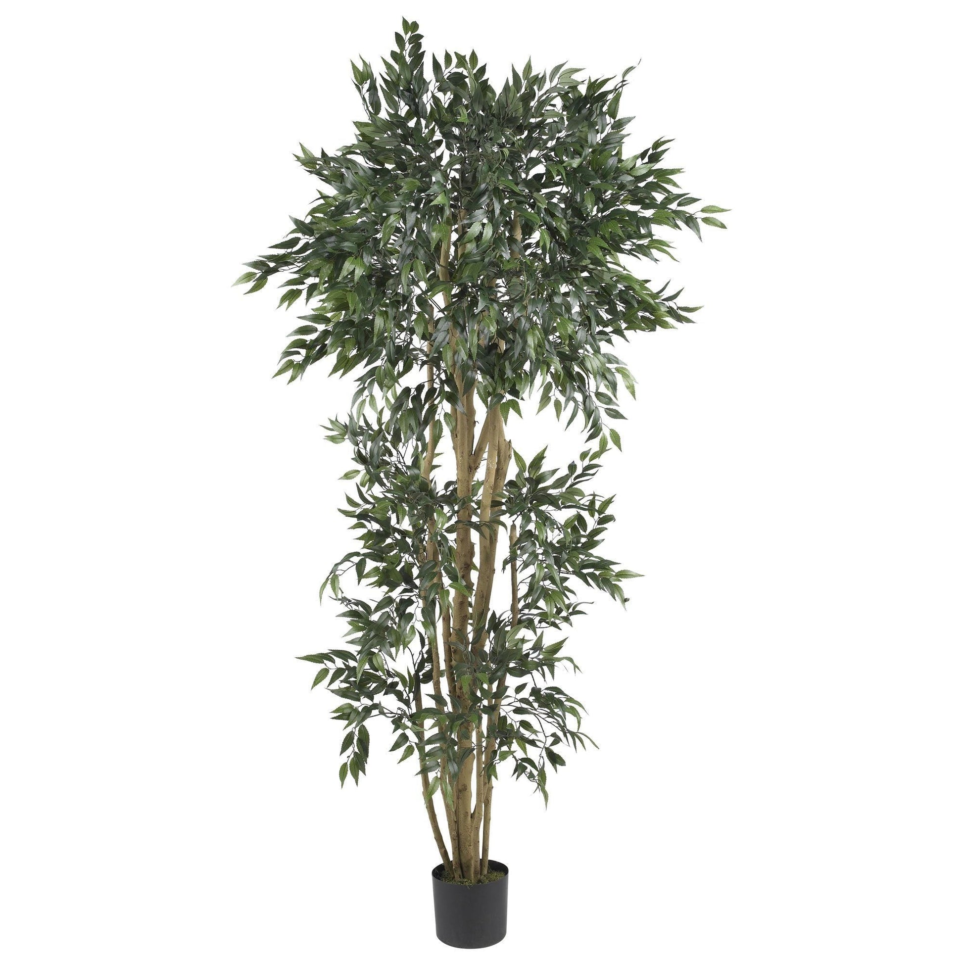 6 ft green ash silk tree with dense dark green leaves in a black pot on Tampa Home & Garden Store
