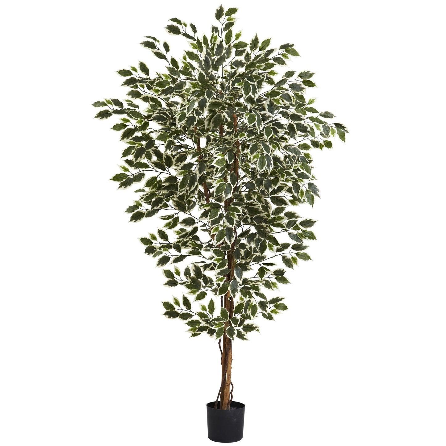 6' Hawaiian Ficus Tree by Nearly Natural with variegated green and cream leaves in a black pot on Tampa Home & Garden Store