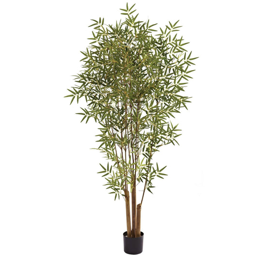 6' Japanese Bamboo Tree - Tampa Home & Garden Store
