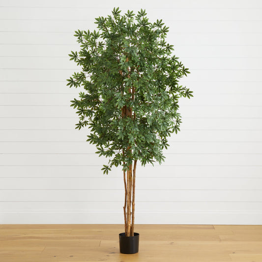 6' Japanese Maple Silk Tree - Tampa Home & Garden Store