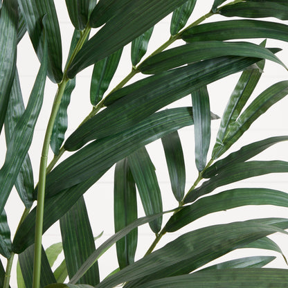 6’ Kentia Palm Tree
