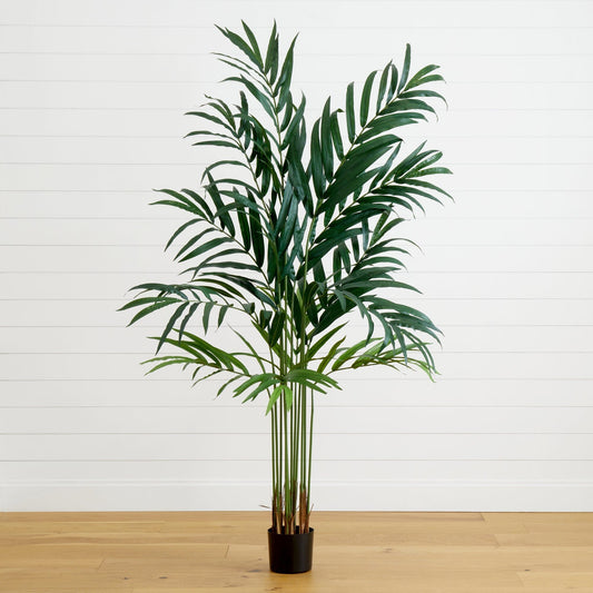 6’ Kentia Palm Tree - Tampa Home & Garden Store