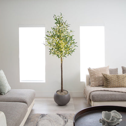 Nearly Natural 6’ Lighted Artificial Olive Tree with 300 Warm White LEDs in a gray pot for indoor décor on Tampa Home & Garden Store