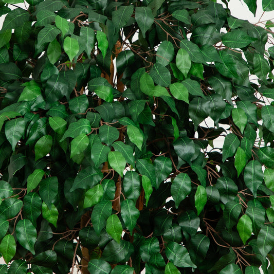 6'  Palace Style Ficus Silk Tree - Tampa Home & Garden Store