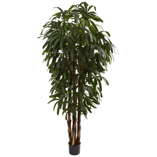 6’ Raphis Palm Tree - Tampa Home & Garden Store