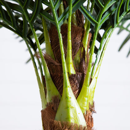 6' Robellini Palm artificial tree Nearly Natural; green trunks with brown base on Tampa Home & Garden Store