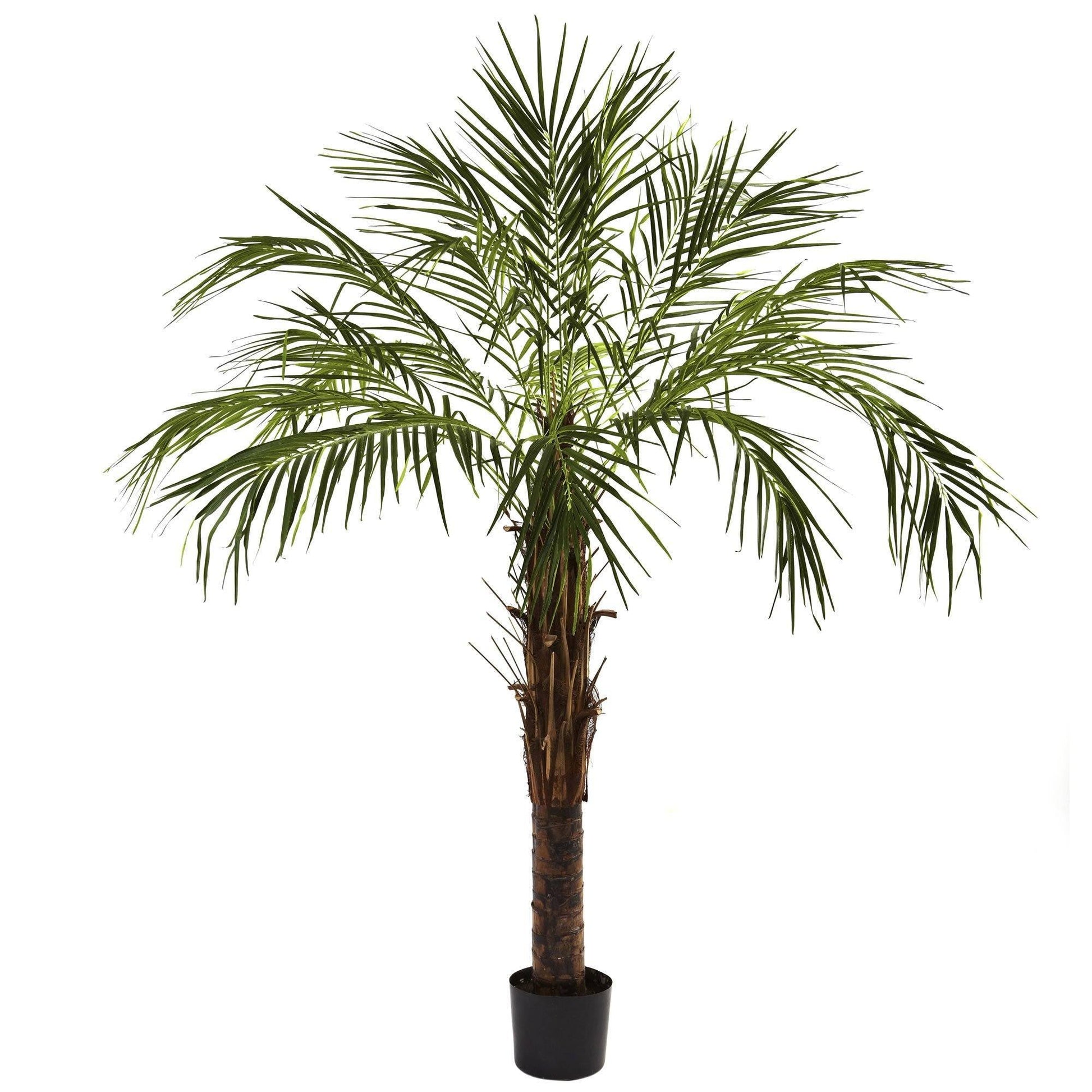 6 ft Robellini Palm Tree artificial palm with brown trunk and green fronds in black pot on Tampa Home & Garden Store