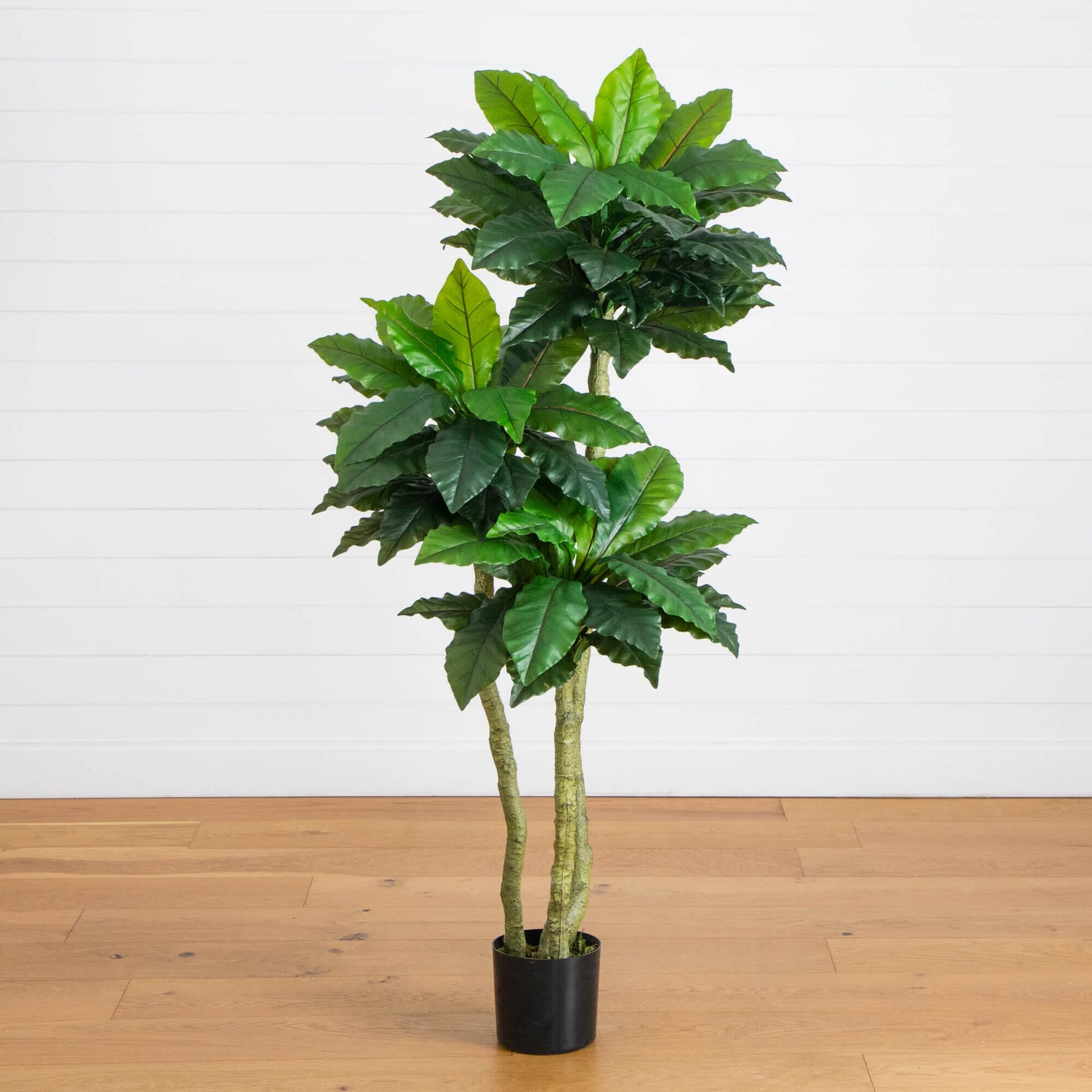 6' UV-resistant Bird Nest Fern Tree by Nearly Natural with glossy green leaves in a black pot on Tampa Home & Garden Store