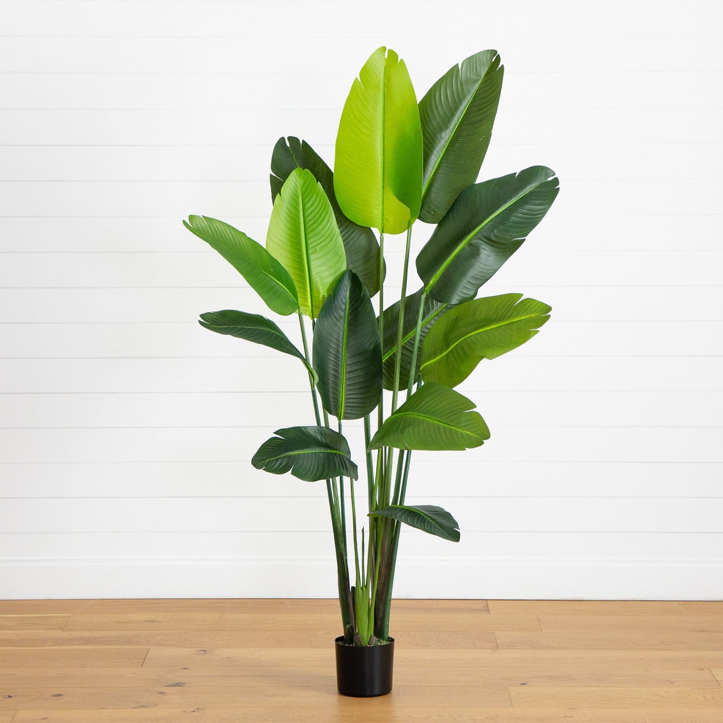 6’ UV resistant artificial Traveler's Palm Tree with green leaves in a black pot on Tampa Home & Garden Store