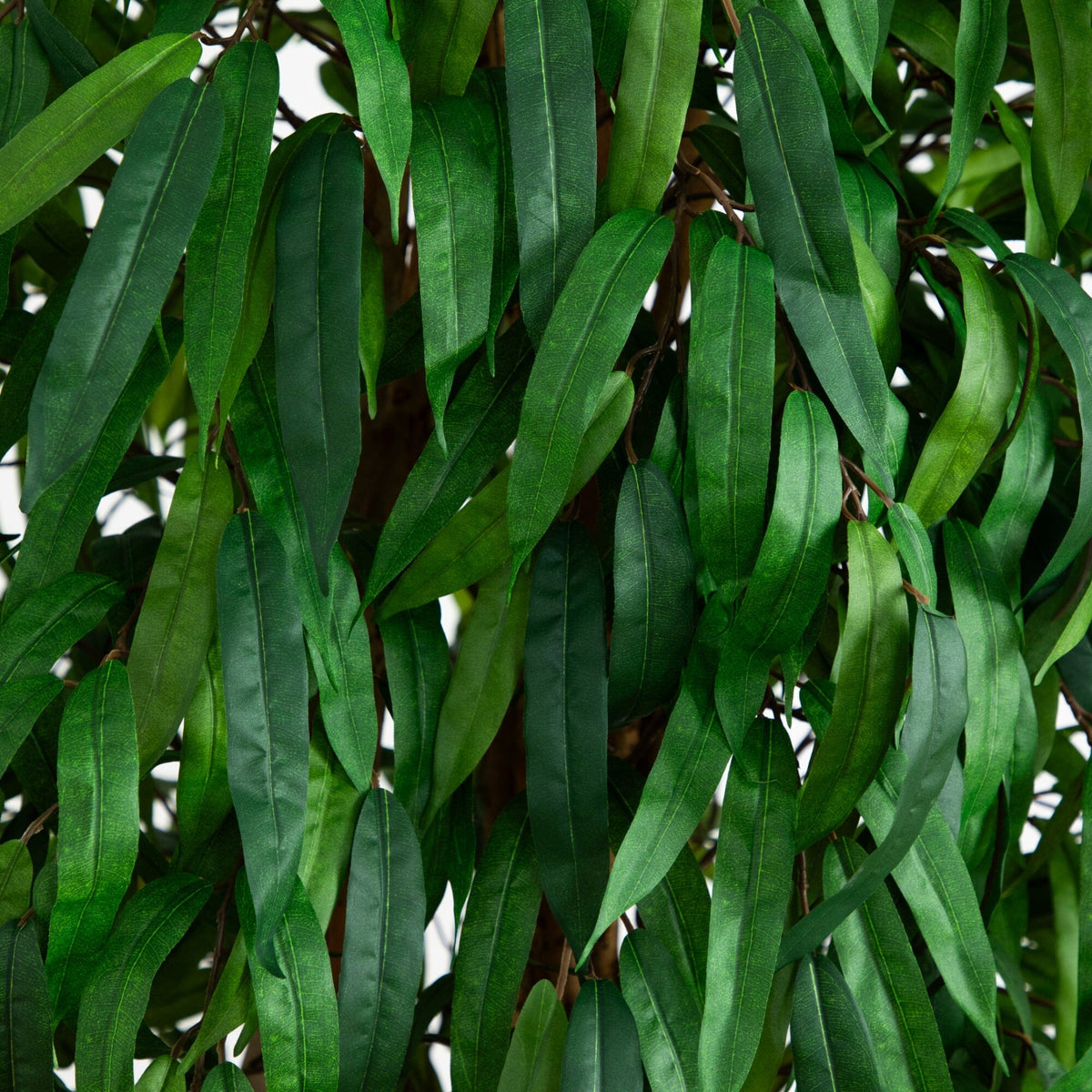 6' Weeping Ficus Silk Tree foliage closeup with slender green leaves Nearly Natural on Tampa Home & Garden Store