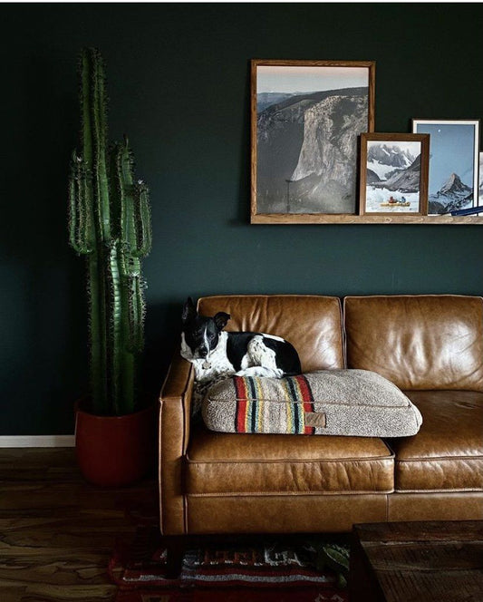 6.5' Cactus artificial plant in a red pot beside a brown leather sofa in a dark green living room on Tampa Home & Garden Store