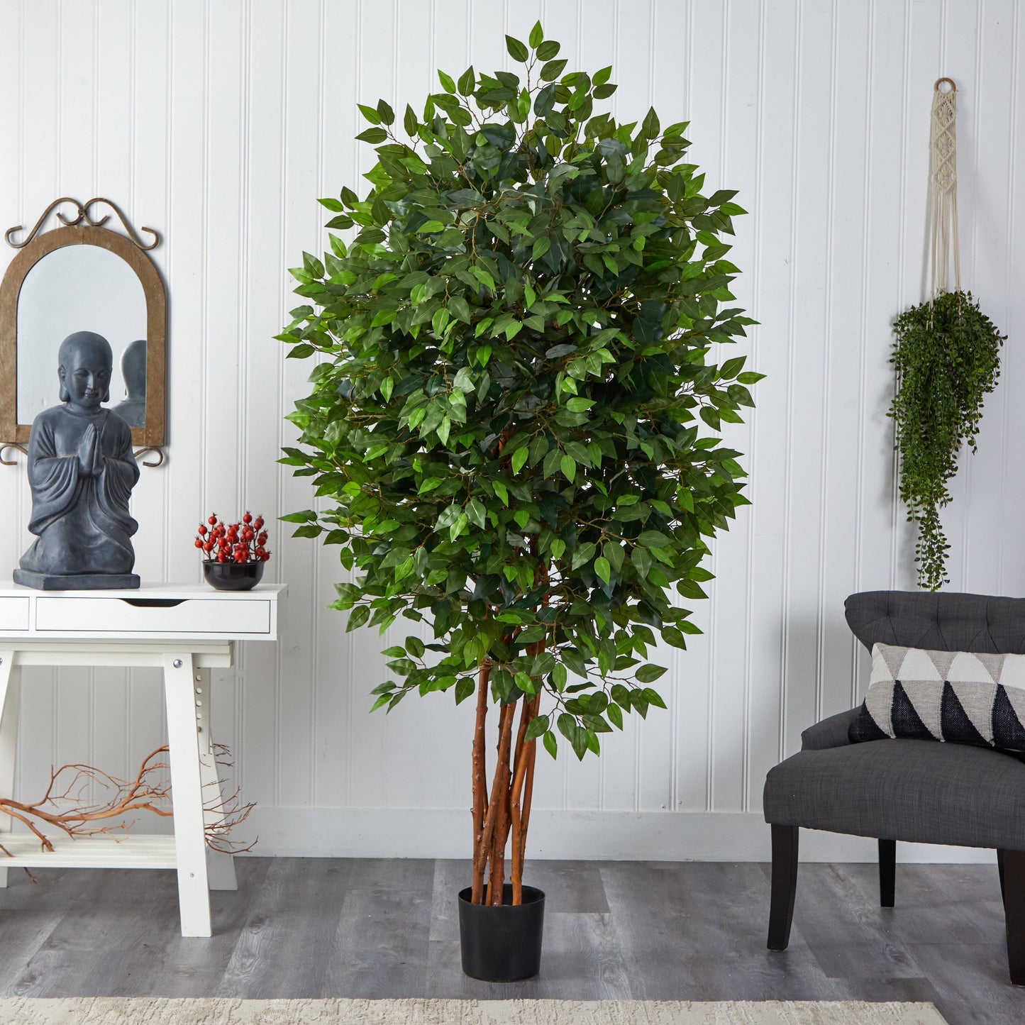 Ficus de lujo de 6,5 pies