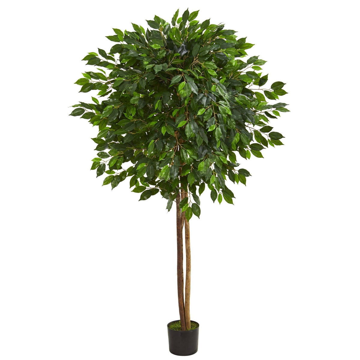 6.5’ Ficus artificial tree Nearly Natural with 3 trunks and green leaves in a black planter on Tampa Home & Garden Store