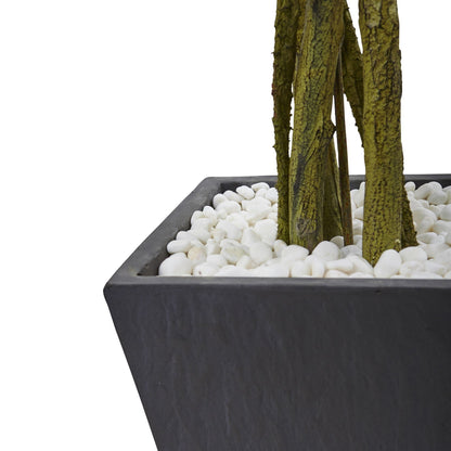 6' ficus tree in slate planter with white rocks UV resistant indoor outdoor on Tampa Home & Garden Store