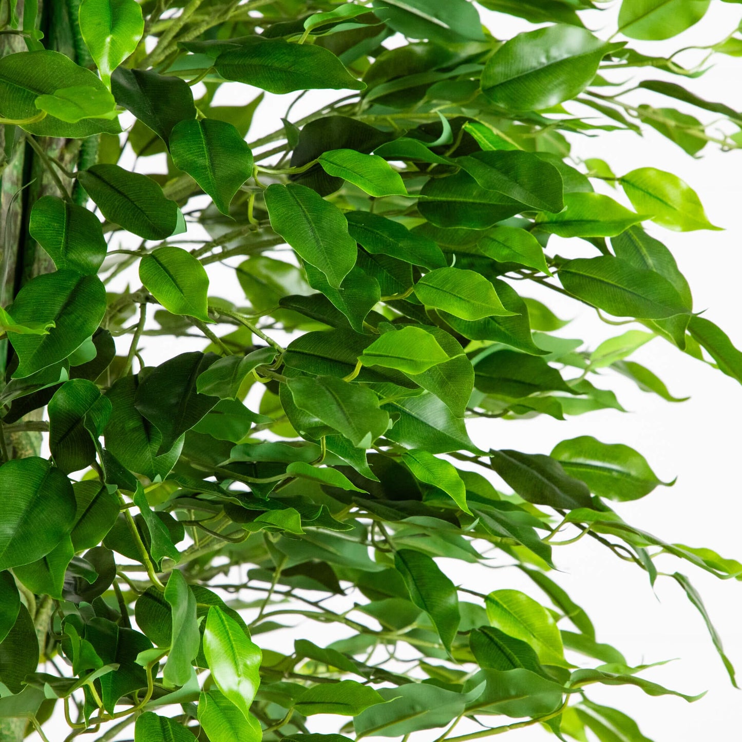 6.5' UV-resistant artificial ficus tree leaves closeup, Nearly Natural indoor/outdoor on Tampa Home & Garden Store