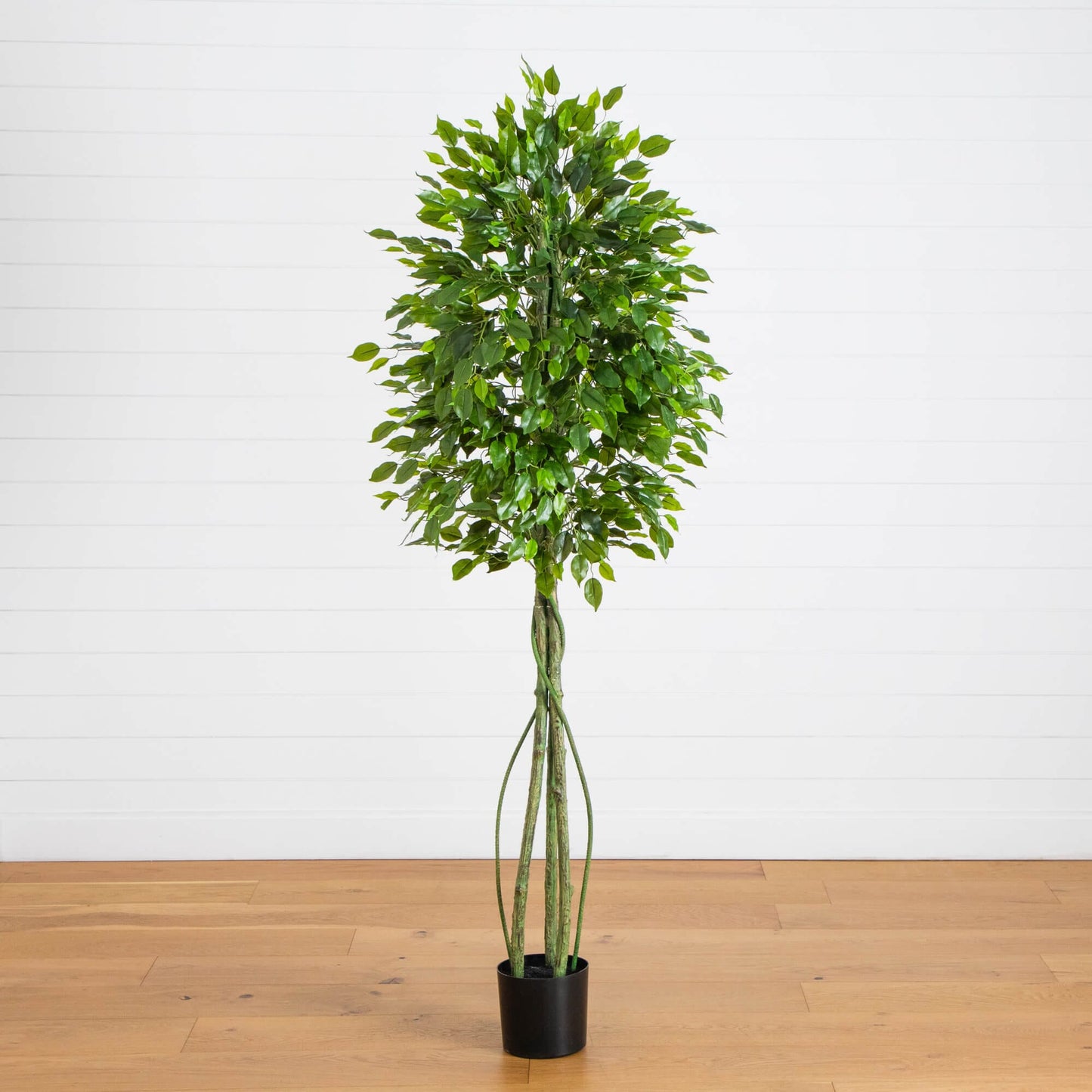 6.5 ft UV resistant artificial ficus tree with glossy green leaves in a black pot on Tampa Home & Garden Store