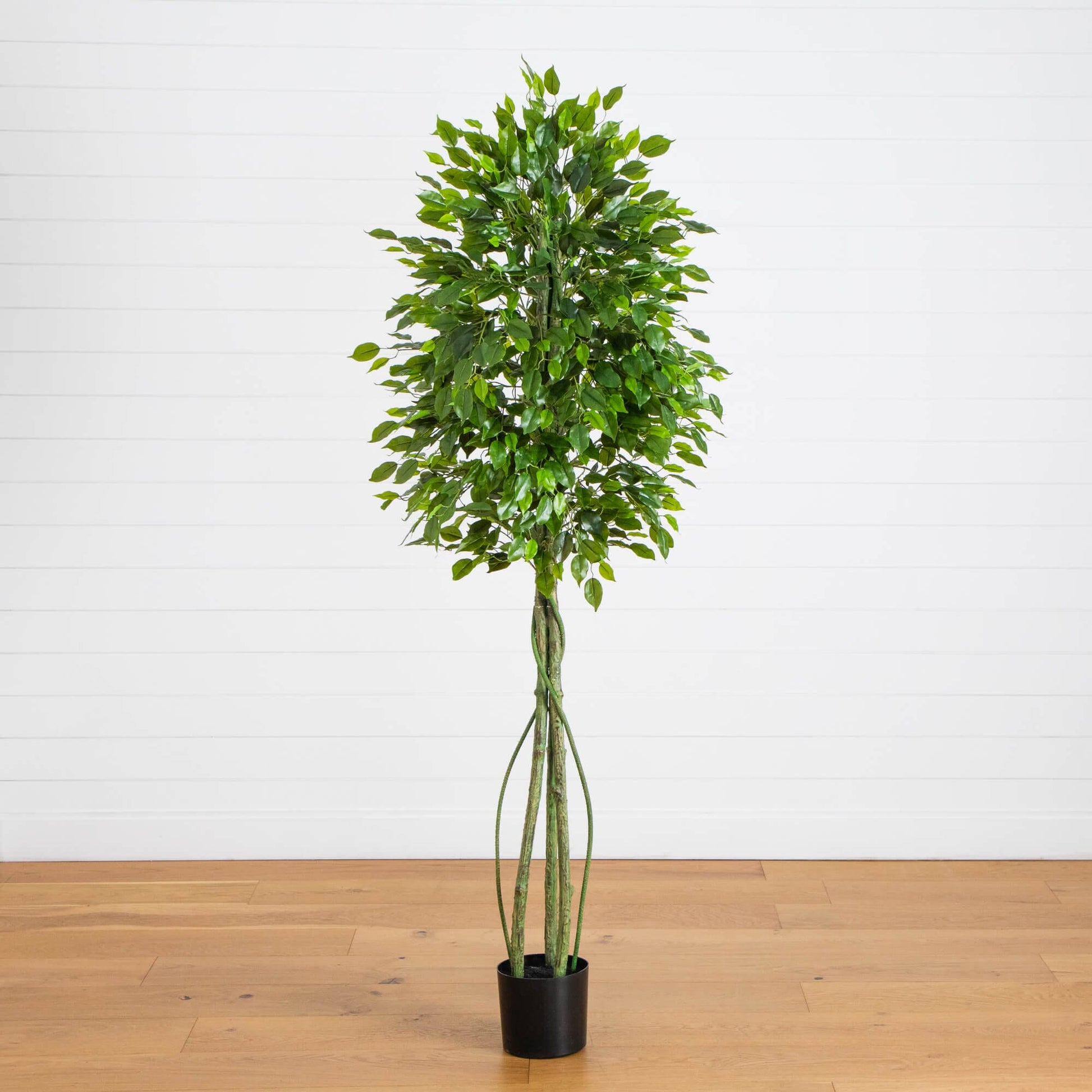 6.5 ft UV resistant artificial ficus tree with glossy green leaves in a black pot on Tampa Home & Garden Store