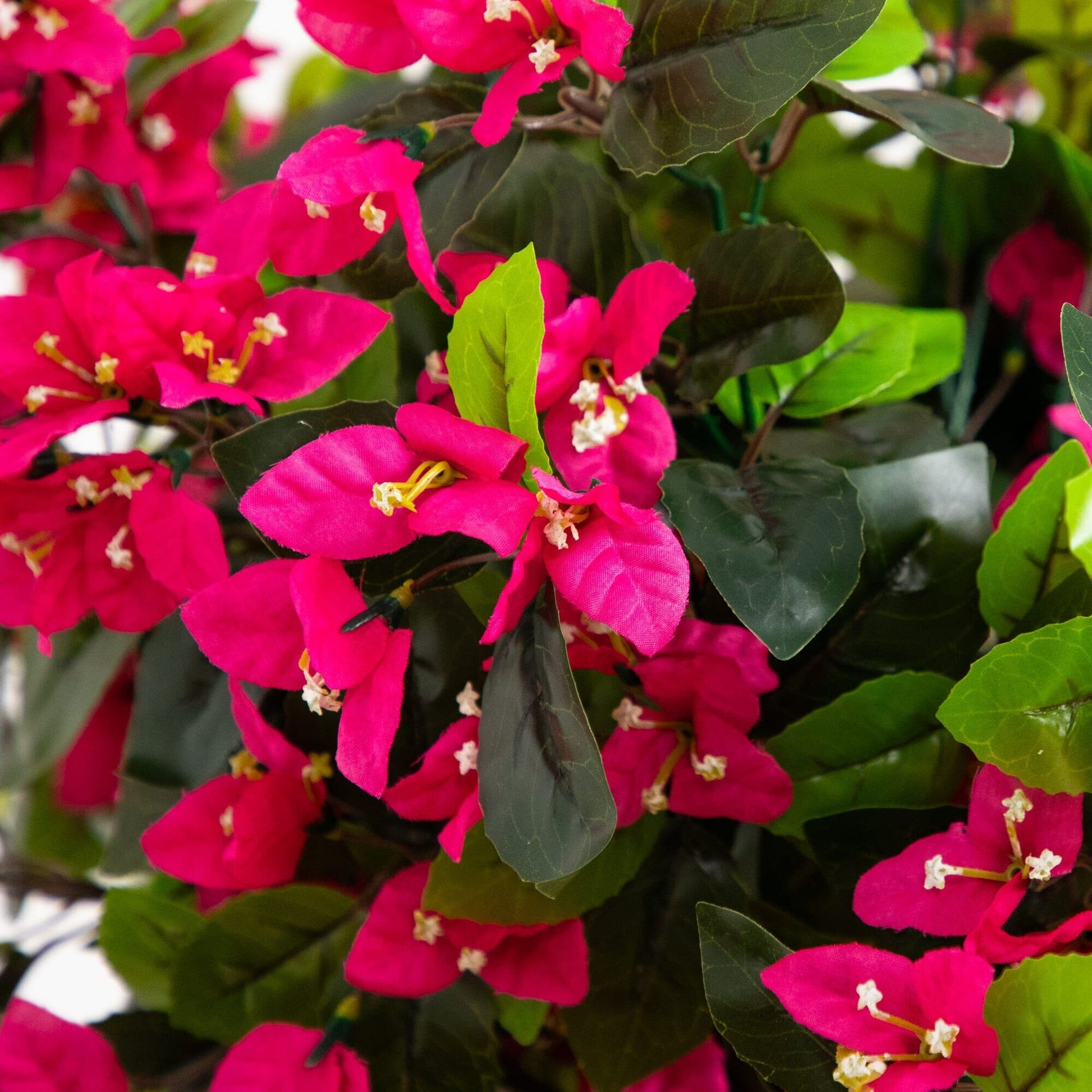6' UV Resistant Artificial Spiral Bougainvillea Tree pink blooms dark green leaves indoor outdoor on Tampa Home & Garden Store