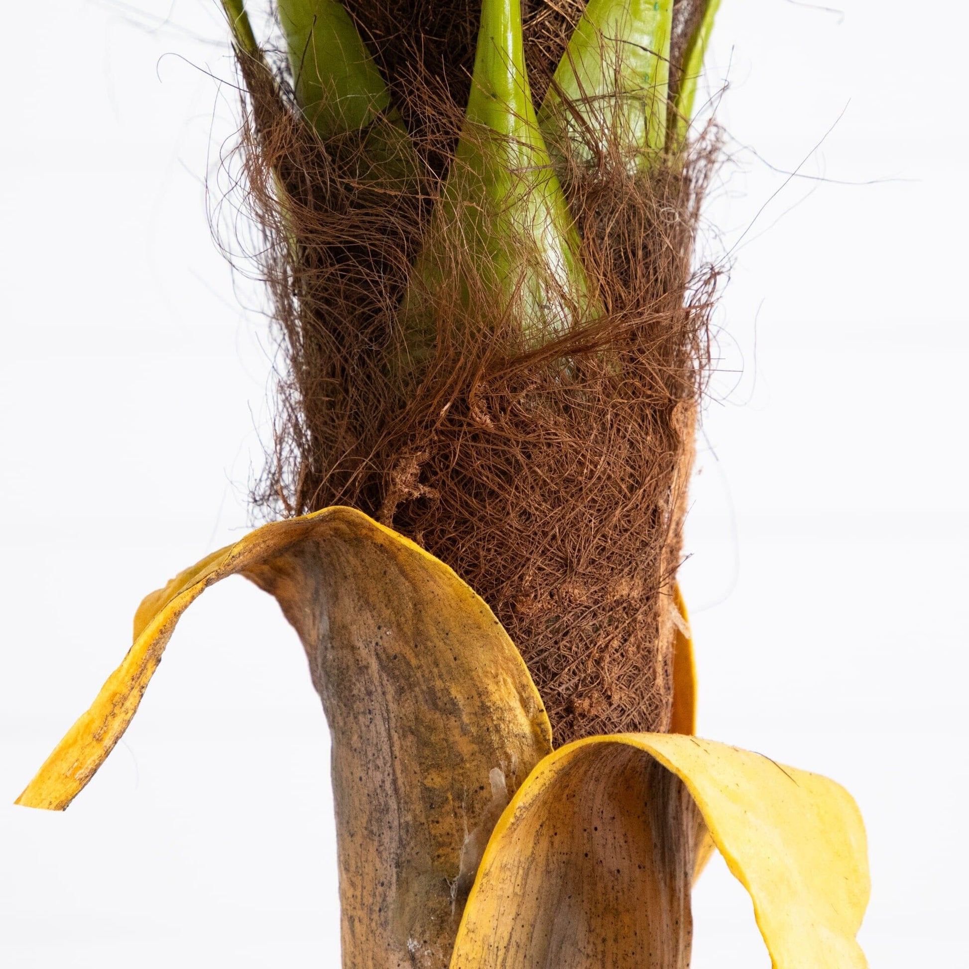 7 ft Artificial Coconut Palm Tree Nearly Natural brown fibrous trunk with yellow leaf sheaths on Tampa Home & Garden Store