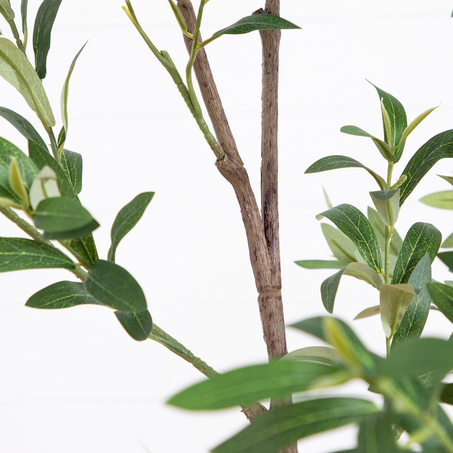 A Minimalist Olive Tree in White Decorative Planter