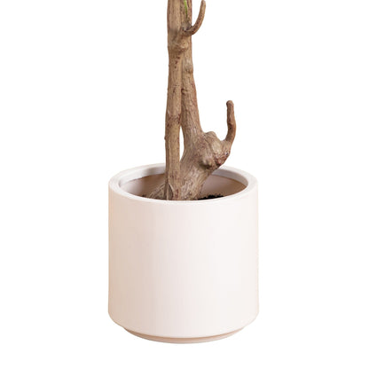 A Minimalist Olive Tree in White Decorative Planter
