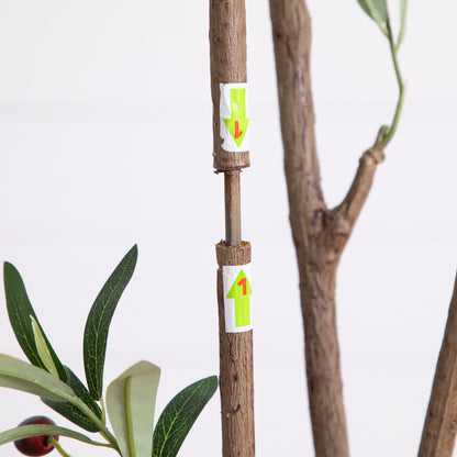 A Minimalist Olive Tree in White Decorative Planter