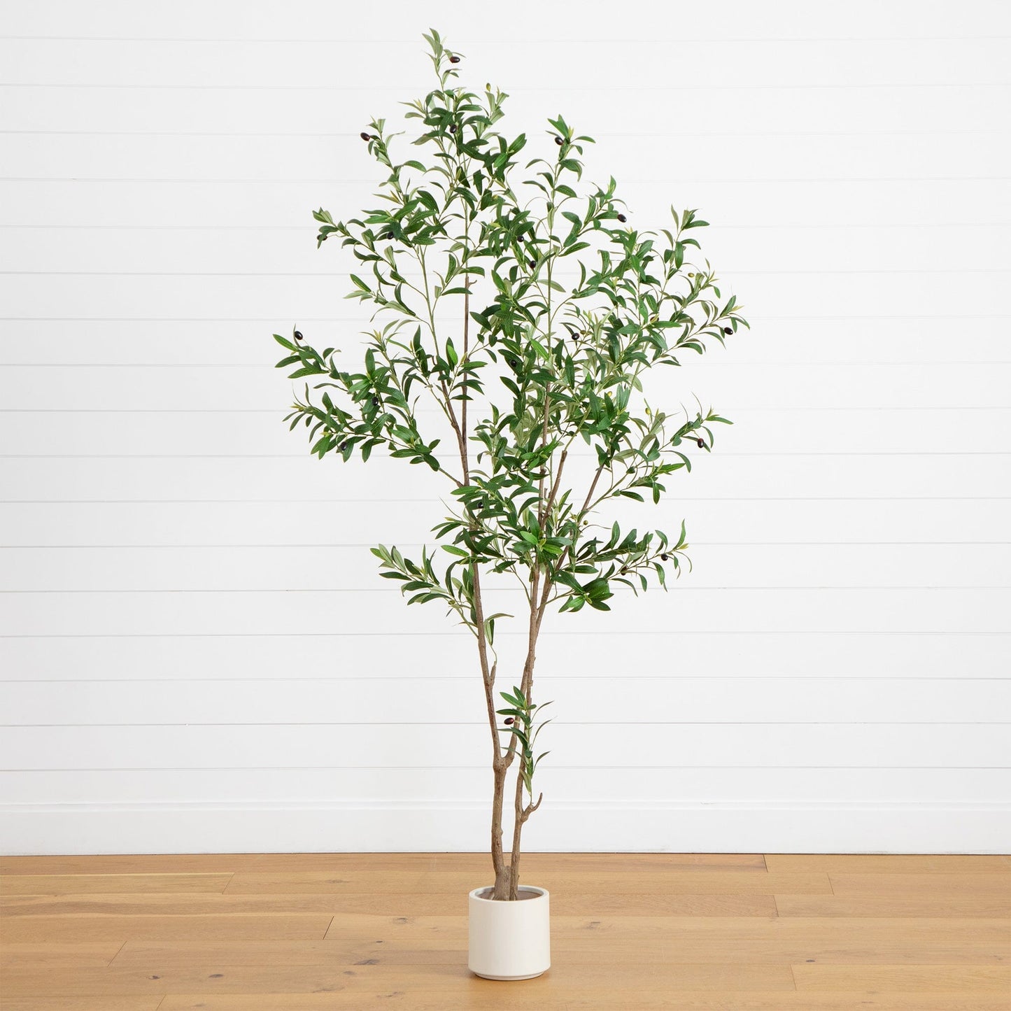 A Minimalist Olive Tree in White Decorative Planter