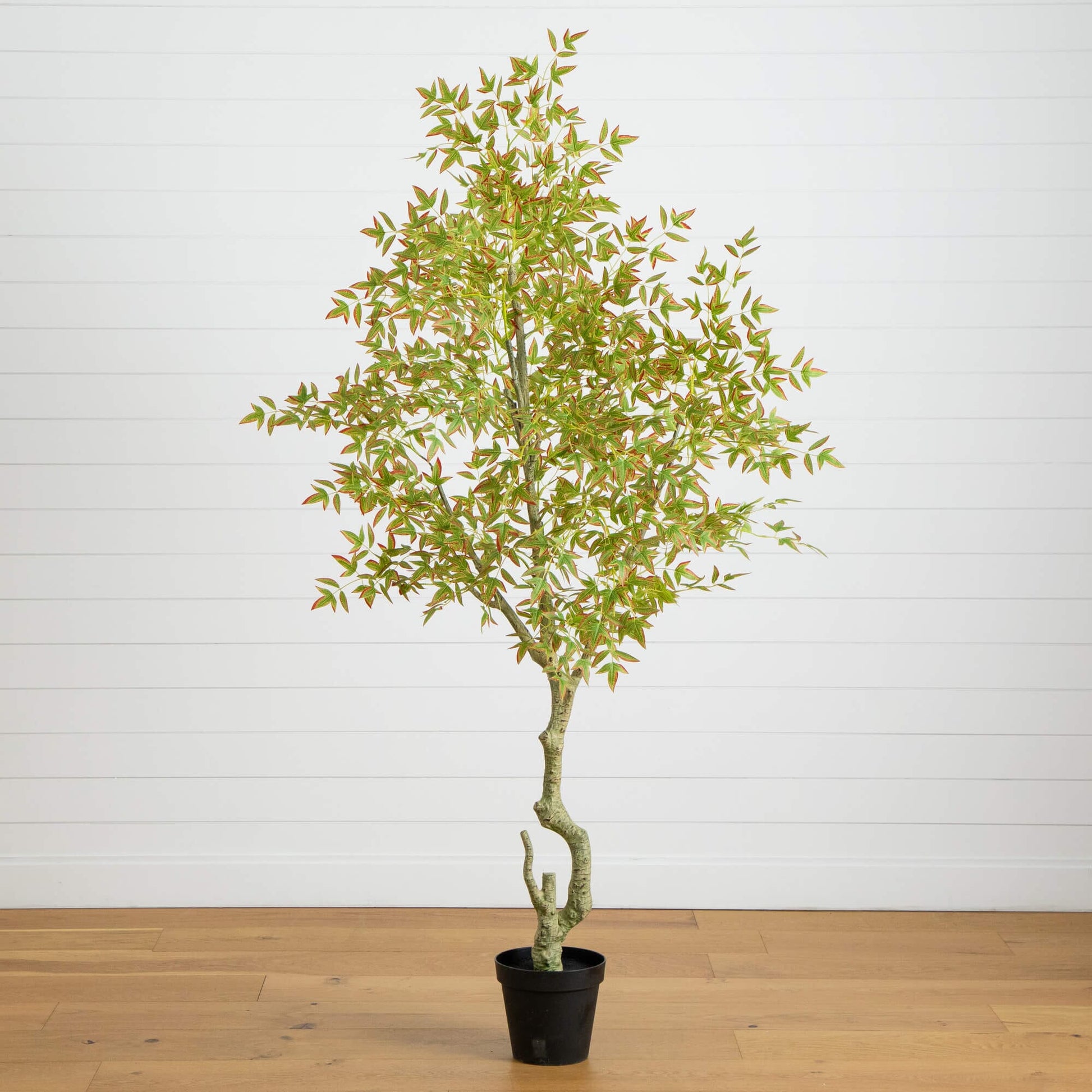 7' Autumn Nandina Artificial Tree with green leaves edged in red in a black pot on Tampa Home & Garden Store